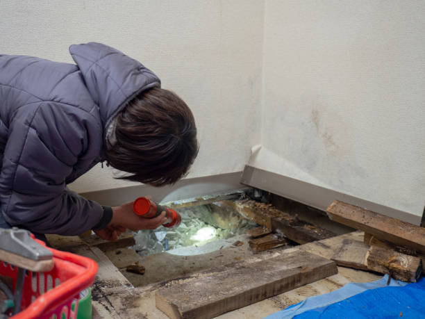 Trusted Moundridge, KS Mold Removal Experts