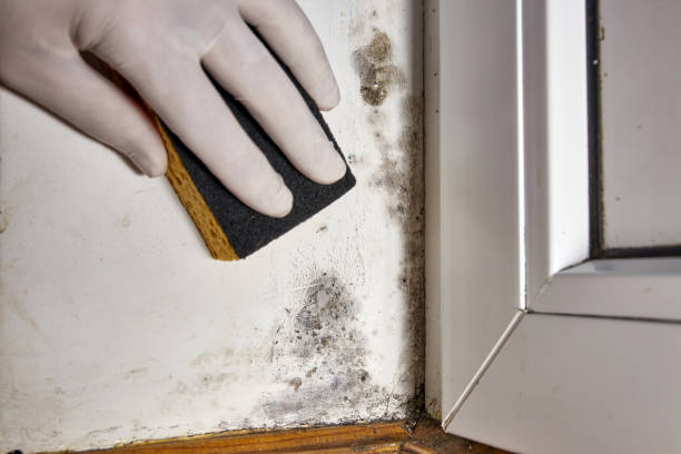  Moundridge, KS Mold Removal Pros